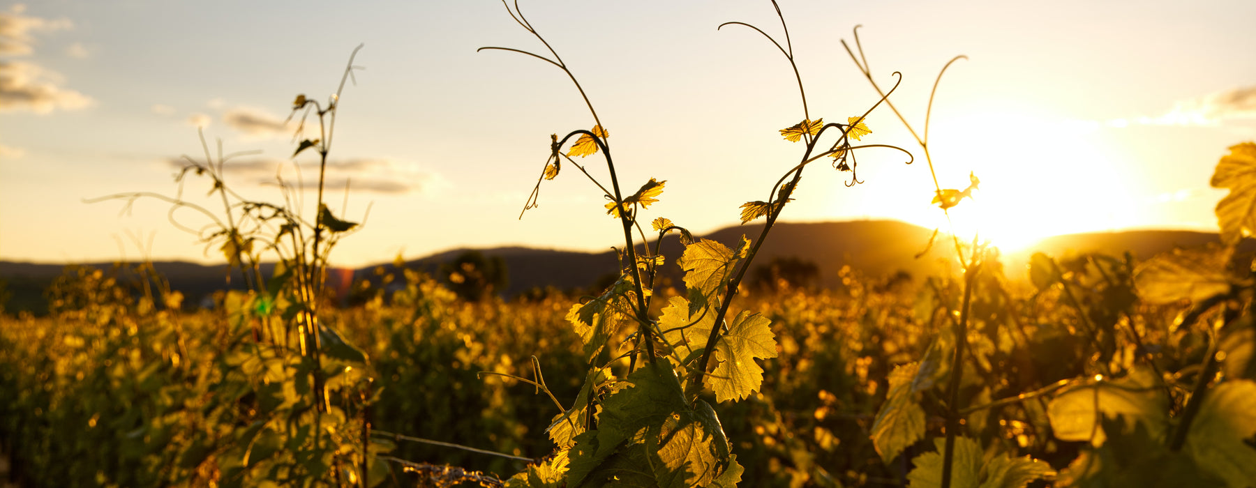 Our portraits of winegrowers and wine enthusiasts